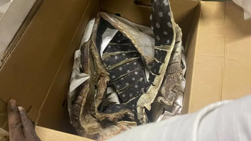 Decomisan 259 libras de carne de tortuga tinglar en empresa pesquera