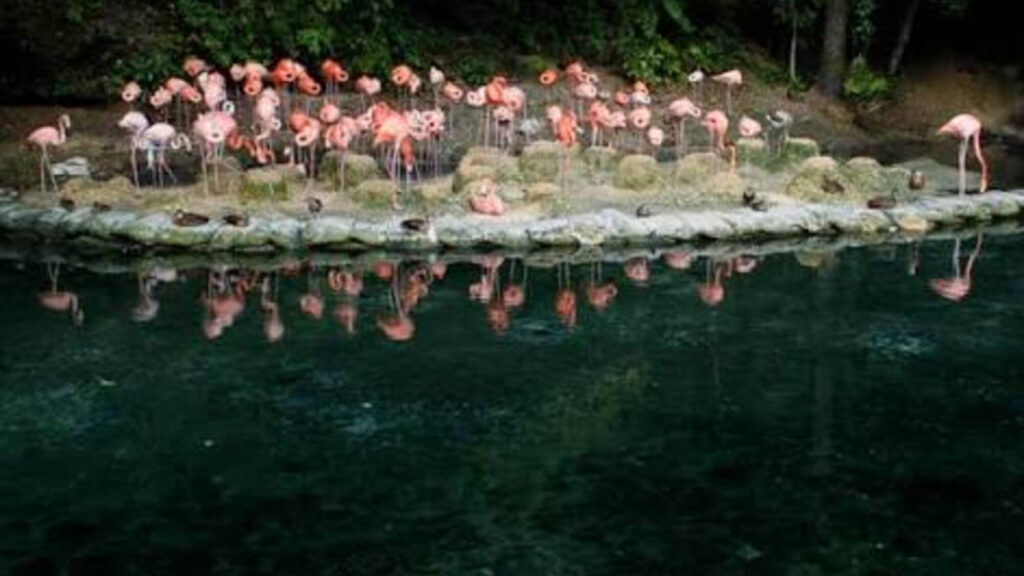 Zoológico Nacional aclara que donación de animales desde Puerto Rico no incluye especies venenosas Zoológico Nacional