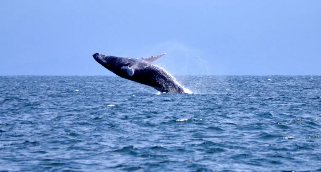 ballenas jorobadas