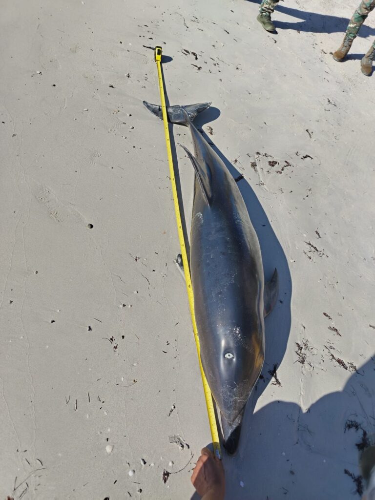 Acuario Nacional informa sobre fallecimiento de delfín juvenil en Boca Chica delfín