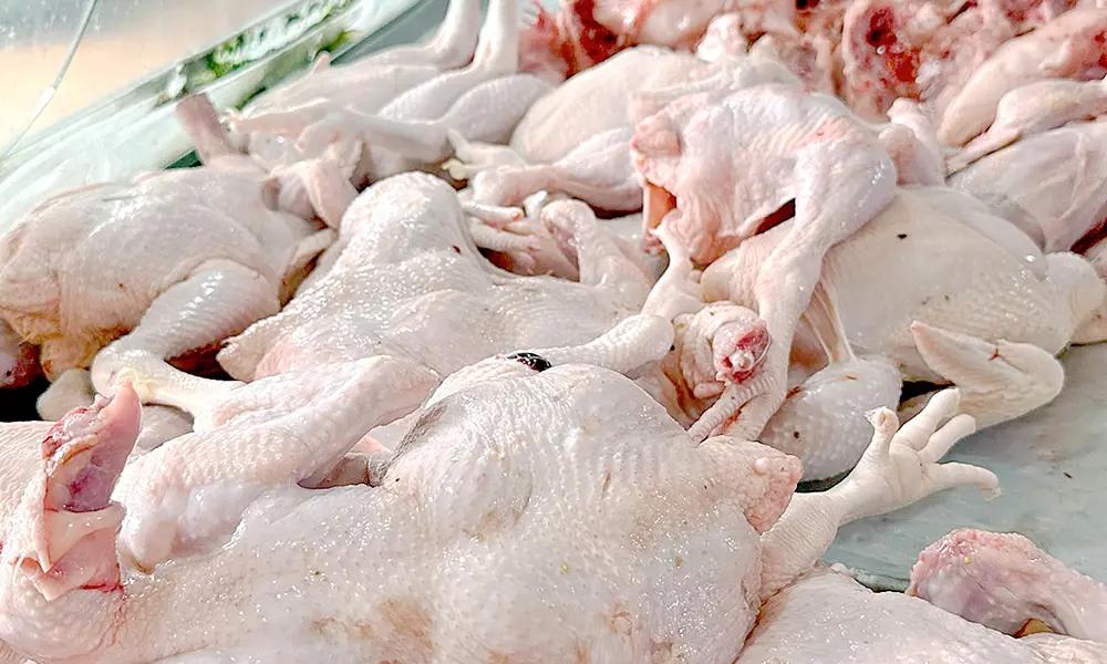 Producción nacional fortalece la oferta y favorece precios del pollo desde RD$70 y RD$85
